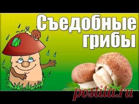 Съедобные грибы