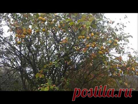 Айва. Собирательство. Продаём варенье из айвы.