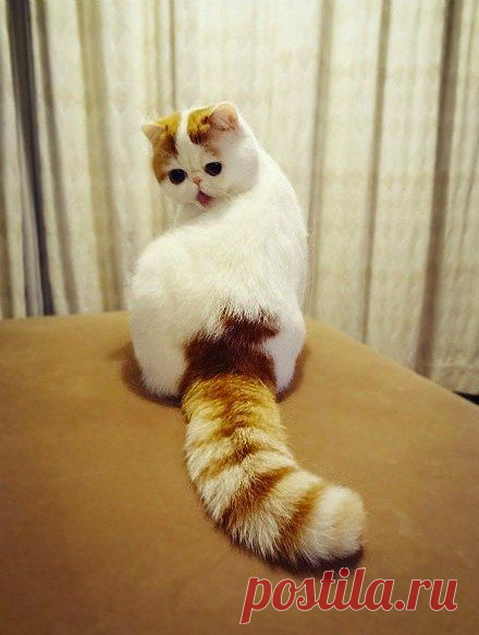 Кот Снуппи.Живет в Китае.