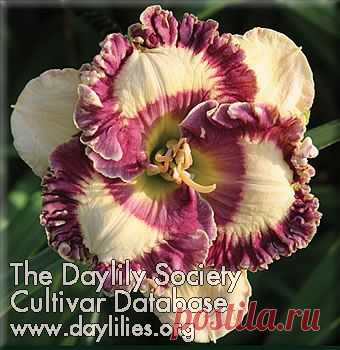 AHS Daylily Сорт - Happy Happy