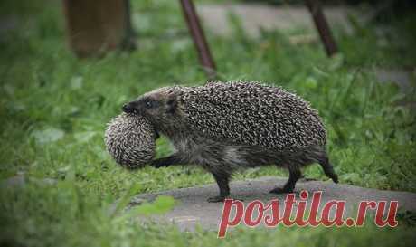 Еж!) - Babyblog.ru