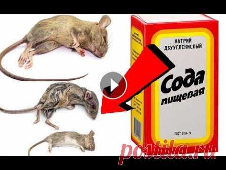 Как избавиться от мышей за 003 секундочки! Как избавиться от мышей за 003 секундочки!,как избавиться от мышей, как избавиться от крыс, как избавиться от грызунов, борьба с мышами, мышь, борьба ...