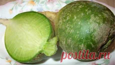Рецепт приготовления редьки с куринными шкварками. Полезные свойства зеленой редьки. | Я тебя съем | Яндекс Дзен