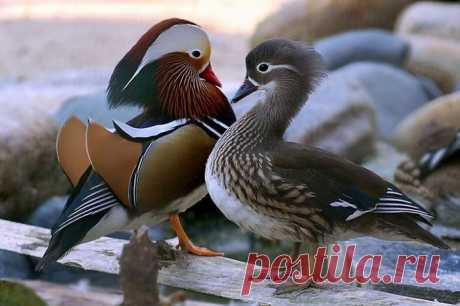 Уточки-мандаринки – шедевр природы..