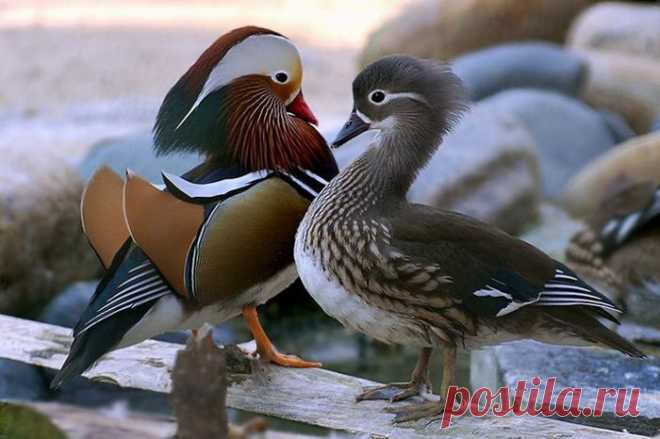 Уточки-мандаринки – шедевр природы..