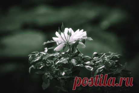 Promises of good things to come! Happy Floral Friday!