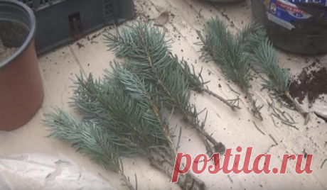 Простой способ размножить голубую ель в домашних условиях - Идеальная хозяйка
