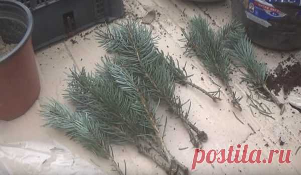Простой способ размножить голубую ель в домашних условиях - Идеальная хозяйка
