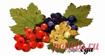 Продукт: Смородина – «Афиша-Еда»