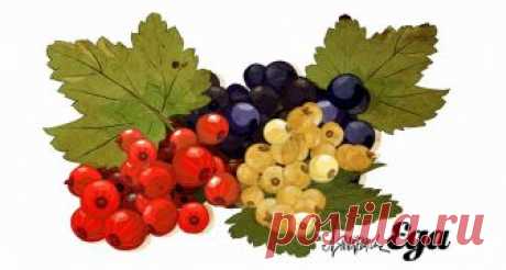Продукт: Смородина – «Афиша-Еда»