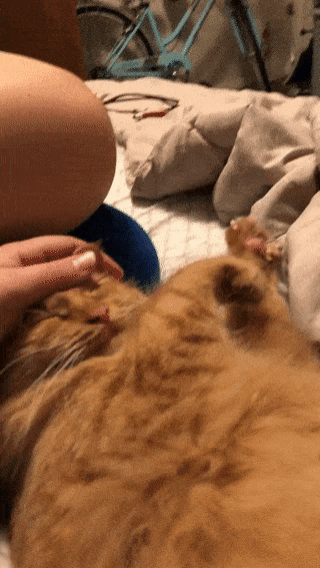 Как это мило - GIF