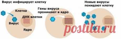 Оксолиновая мазь: инструкция, показания, применение, отцывы, цена