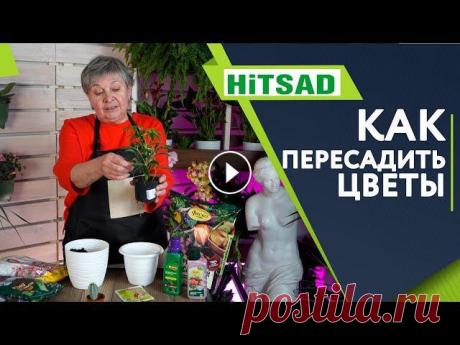 Пересадка комнатных растений - полезные советы  ХИТСАД ТВ Пересаживаем комнатные цветы. Полезные советы на канале ХитсадАпрель не только конец периода покоя комнатных растений, но и время их пересадки. Молоды...