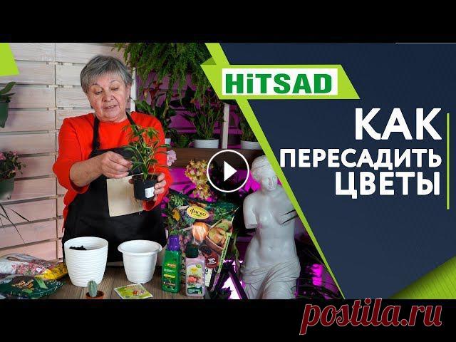 Пересадка комнатных растений - полезные советы  ХИТСАД ТВ Пересаживаем комнатные цветы. Полезные советы на канале ХитсадАпрель не только конец периода покоя комнатных растений, но и время их пересадки. Молоды...