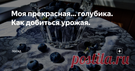 Моя прекрасная... голубика. Как добиться урожая. В этом году голубика наконец-то порадовала нас хорошим урожаем. Сбор голубики для меня всегда немного грустное событие: поспела голубика, значит скоро осень.
Как только не называют голубику: голубец, гонобобель, синий виноград, пьяника, и даже... трын-трава. Да-да, та самая. А всё потому, что частенько растущий рядом с голубикой багульник пьянит, дурманит голову и делает море по колено.
Но, с друг