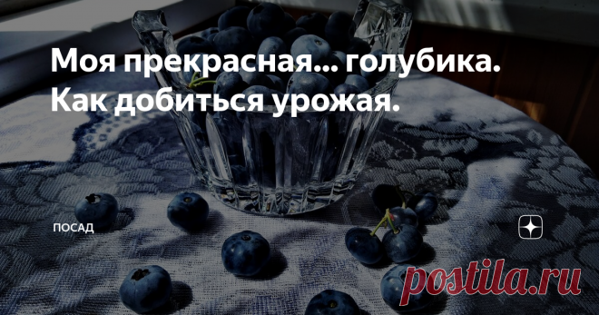 Моя прекрасная... голубика. Как добиться урожая. В этом году голубика наконец-то порадовала нас хорошим урожаем. Сбор голубики для меня всегда немного грустное событие: поспела голубика, значит скоро осень.
Как только не называют голубику: голубец, гонобобель, синий виноград, пьяника, и даже... трын-трава. Да-да, та самая. А всё потому, что частенько растущий рядом с голубикой багульник пьянит, дурманит голову и делает море по колено.
Но, с друг