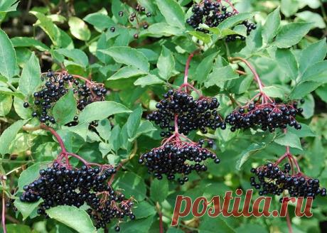 Борьба за жизнь: растение, которое спасло меня от смертельного рака Мужчина из Болгарии рассказывает о способе борьбы с раком. Его рассказ дает надежду многим людям.