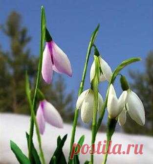 Подснежник