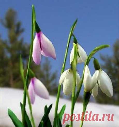 Подснежник