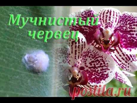 Мучнистый червец и моя победа.
