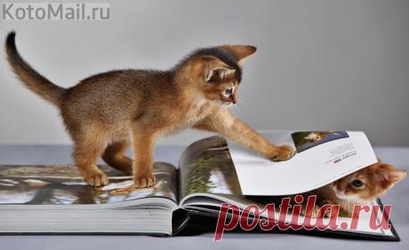 Интеллектуалы за чтением книги)