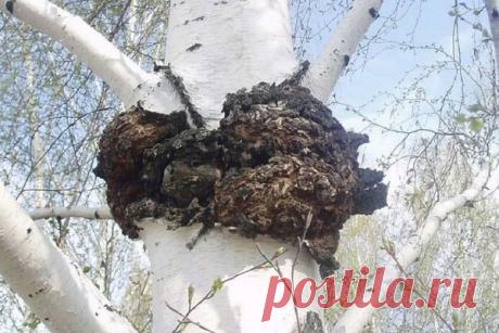 Восемь полезных свойств «березового гриба» чаги Многие любители лесных прогулок видели, как на березах растут странные твердые наросты, темно-коричневого, почти черного цвета. Это чага – древесный гриб, который встречается преимущественно в холодных регионах. Чага обладает лечебными свойствами, о которых народы, населяющие эти места,...