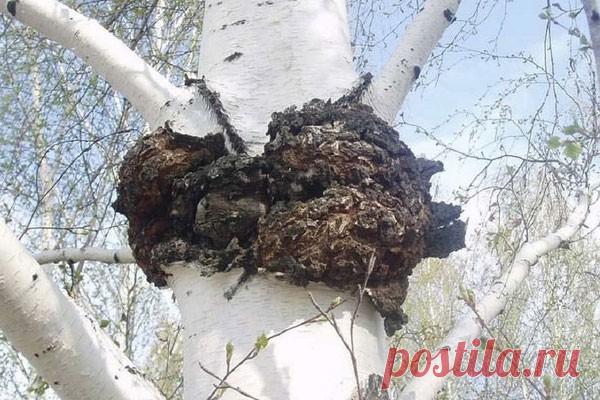 Восемь полезных свойств «березового гриба» чаги Многие любители лесных прогулок видели, как на березах растут странные твердые наросты, темно-коричневого, почти черного цвета. Это чага – древесный гриб, который встречается преимущественно в холодных регионах. Чага обладает лечебными свойствами, о которых народы, населяющие эти места,...