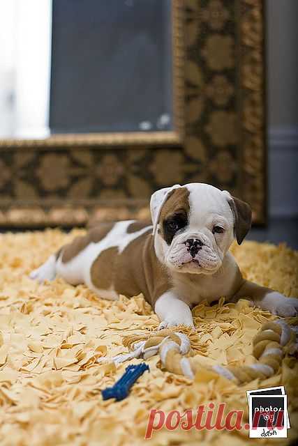 Odus Posh Tots | Flickr - Photo Sharing!