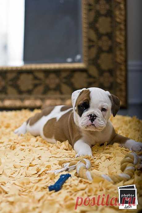 Odus Posh Tots | Flickr - Photo Sharing!