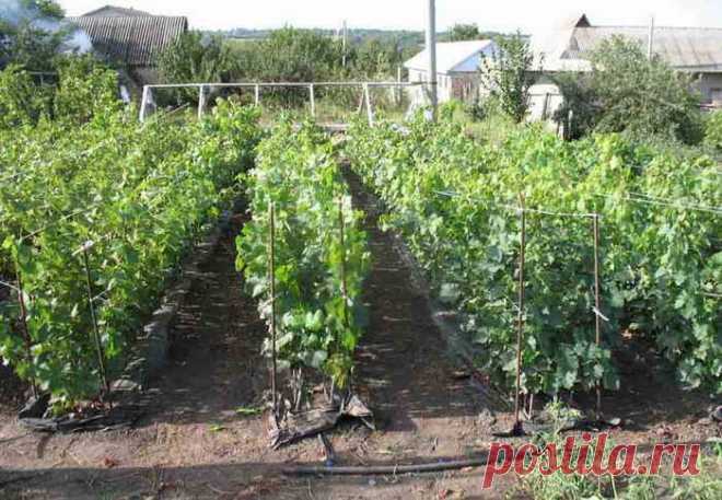 Как укоренить виноград в школке и уход за ним | Дача - впрок