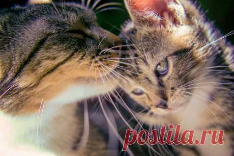 Кот Мама Котенок - Бесплатное фото на Pixabay