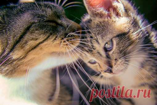 Кот Мама Котенок - Бесплатное фото на Pixabay