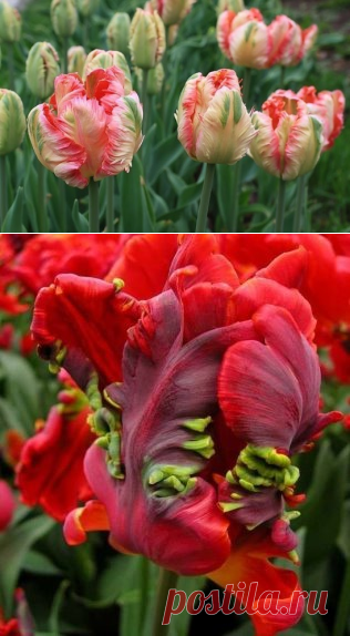 (95) Одноклассники