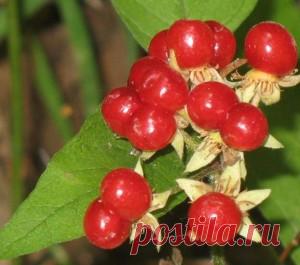 Польза костяники | ЗДОРОВЫЙ ДОМ