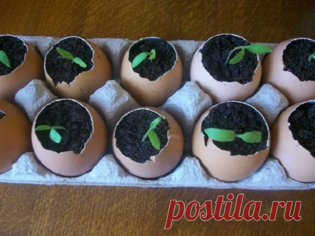 Рассада огурцов в скорлупе!
