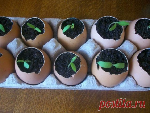 Рассада огурцов в скорлупе!