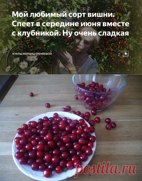 Мой любимый сорт вишни. Спеет в середине июня вместе с клубникой. Ну очень сладкая | Куклы Марины Еремеевой | Яндекс Дзен