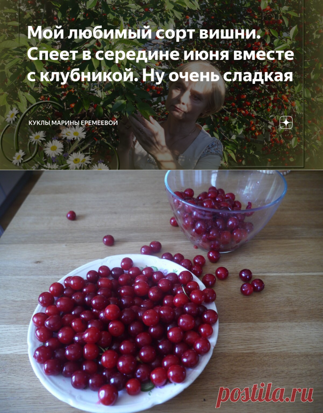 Мой любимый сорт вишни. Спеет в середине июня вместе с клубникой. Ну очень сладкая | Куклы Марины Еремеевой | Яндекс Дзен