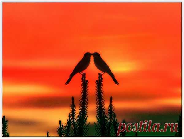 Lovebirds  Free Stock Photo HD - Public Domain Pictures