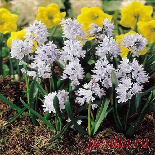 Buy your Puschkinia libanotica Lebanon Squill cheap online at Bulbsdirect - Free delivery