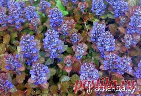 Целительная Живучка - живучка, айюга, аюга