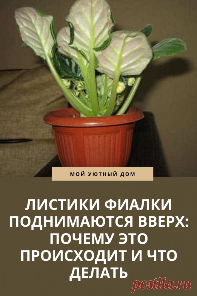 Что делать если листики фиалки поднимаются вверх