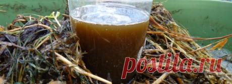 Preparamos té de compost. Discusión sobre LiveInternet - Servicio de Rusia diarios online
