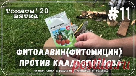 Некоторые болезни овощей могут казаться несерьезными. Неопытные садоводы могут не заметить пятен или пятнистости на помидорах. Если вовремя не обработать эти