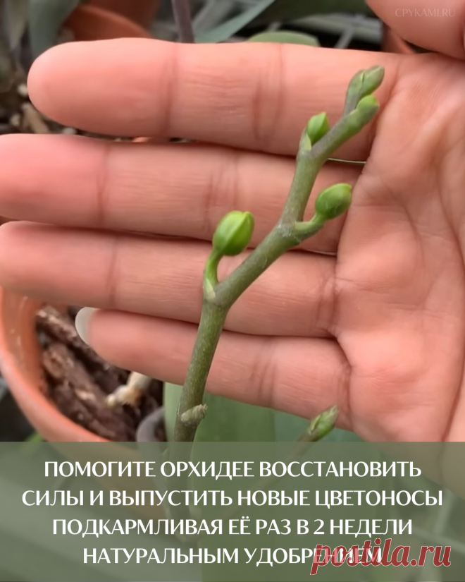 Помогите орхидее восстановить силы и выпустить новые цветоносы подкармливая её раз в 2 недели натуральным удобрением