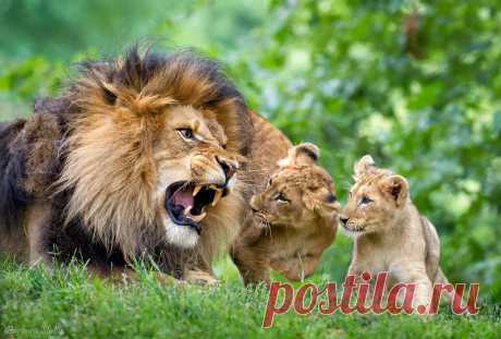 My What Big Teeth You Have! Male Lion and Cubs National Zoo, Washington DC 2014