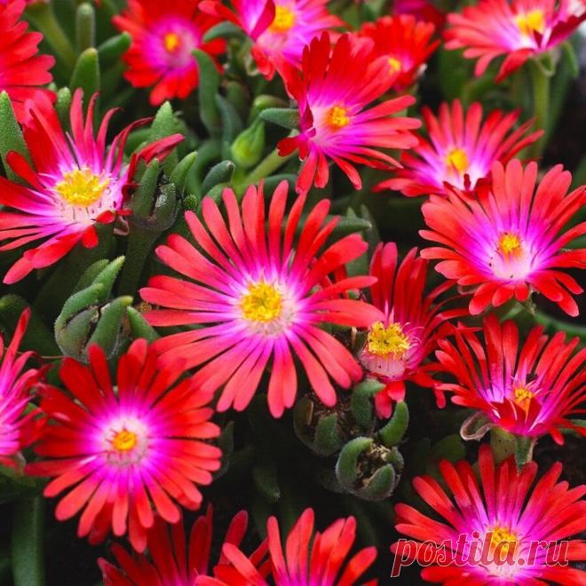 Яркие почвопокровные растения для солнечных участков. С ними любой цветник оживет | Любимая Дача... Сегодня расскажу про цветы которые относятся к почвопокровному классу и способные расти на палящем солнце. Почвопокровные растения не превышают в высоту 45 см, это потолок для данной подборки. Но...