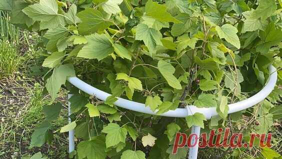 КРАСИВЫЕ ВЕЧНЫЕ ПОДПОРКИ ДЛЯ КУСТАРНИКОВ СВОИМИ РУКАМИ - поиск Яндекса по видео