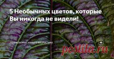5 Необычных цветов, которые Вы никогда не видели! Статья автора «Точка сборки. Канал о флористике» в Дзене ✍: В мире флоры есть огромное количество удивительных и прекрасных растений, о существовании которых многие даже не подозревают.