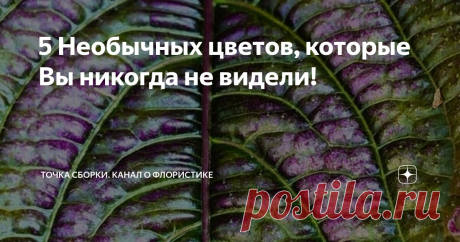 5 Необычных цветов, которые Вы никогда не видели! Статья автора «Точка сборки. Канал о флористике» в Дзене ✍: В мире флоры есть огромное количество удивительных и прекрасных растений, о существовании которых многие даже не подозревают.